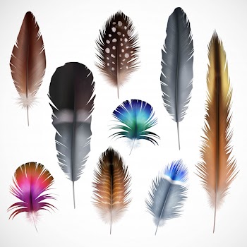 Realistic feathers set