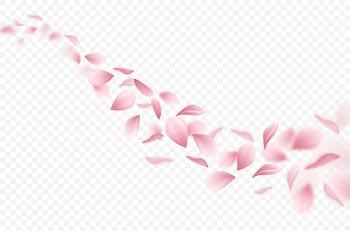 Realistic flying sakura petals illustration Free Vector