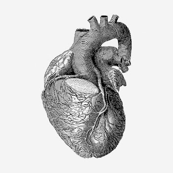 Realistic heart drawing, medical vintage | Free Photo - rawpixel