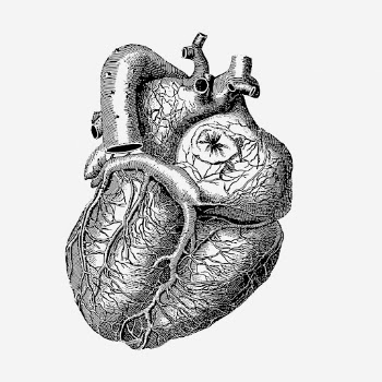 Realistic heart drawing, medical vintage | Free Photo - rawpixel
