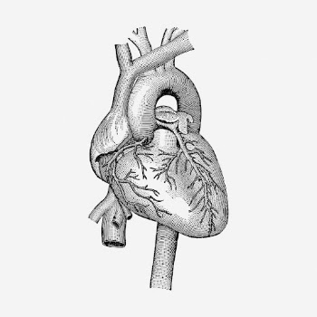 Realistic heart drawing, medical vintage | Free Photo - rawpixel