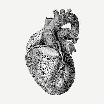 Realistic heart drawing, medical vintage | Free PSD - rawpixel