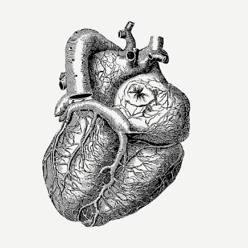 Realistic heart drawing, medical vintage | Free PSD - rawpixel