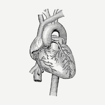 Realistic heart drawing, medical vintage | Free PSD - rawpixel
