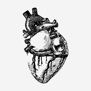 Realistic heart drawing, vintage anatomy | Free Photo - rawpixel