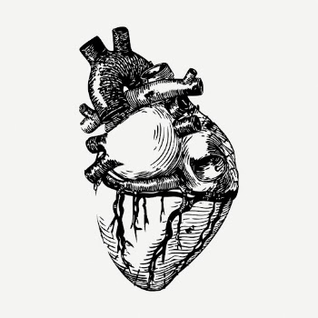 Realistic heart drawing, vintage medical | Free PSD - rawpixel