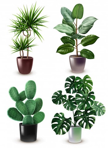 Realistic houseplant icon set Free Vector