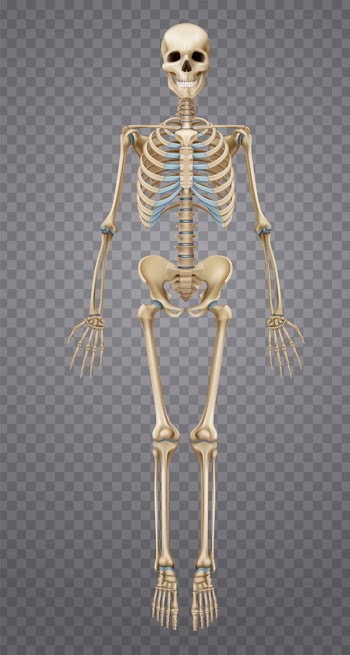 Realistic human skeleton Free Vector