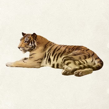 Realistic tiger clipart, animal illustration | Free PSD Illustration - rawpixel