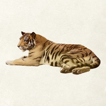Realistic tiger clipart, animal illustration | Free Vector Illustration - rawpixel