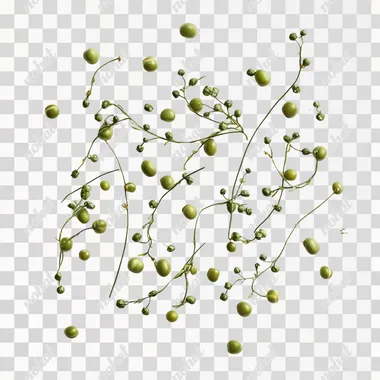 Realistic Top View of Isolated Mung Beans on White