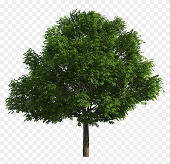 Realistic Tree Png Clip Art - Tree Png