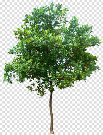 Realistic Tree PNG Photo