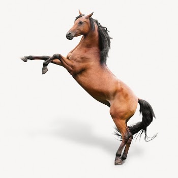 Rearing horse isolated on white, | Free PSD - rawpixel