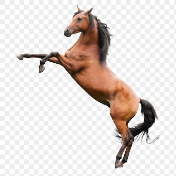 Rearing horse png clipart, pet, | Free PNG - rawpixel