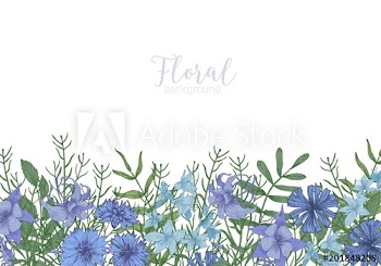 Rectangular background decorated with blue wild blooming flowers and meadow flowering herbs at bottom edge