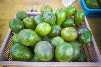 Rectangular Purple Plastic Basket Full of Green Avocado Fruits