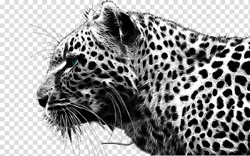 RECURSOS , gray scale of animal transparent background PNG clipart