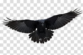 Recursos Halloween, black bird transparent background PNG clipart