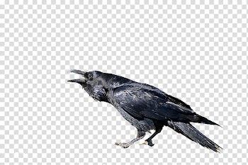 Recursos Halloween, black bird transparent background PNG clipart