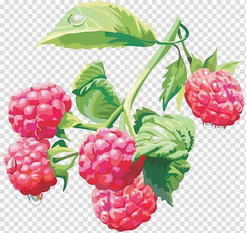 RECURSOS , pink fruit art transparent background PNG clipart