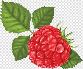 RECURSOS , red raspberry fruit illustration transparent background PNG clipart