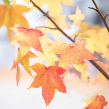 Red aAnd Yellow Maple Leaves Close-up Photography