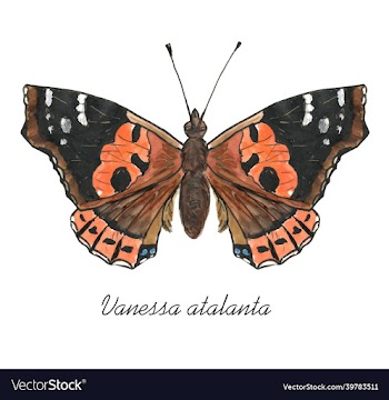 red admiral butterfly with its latin name