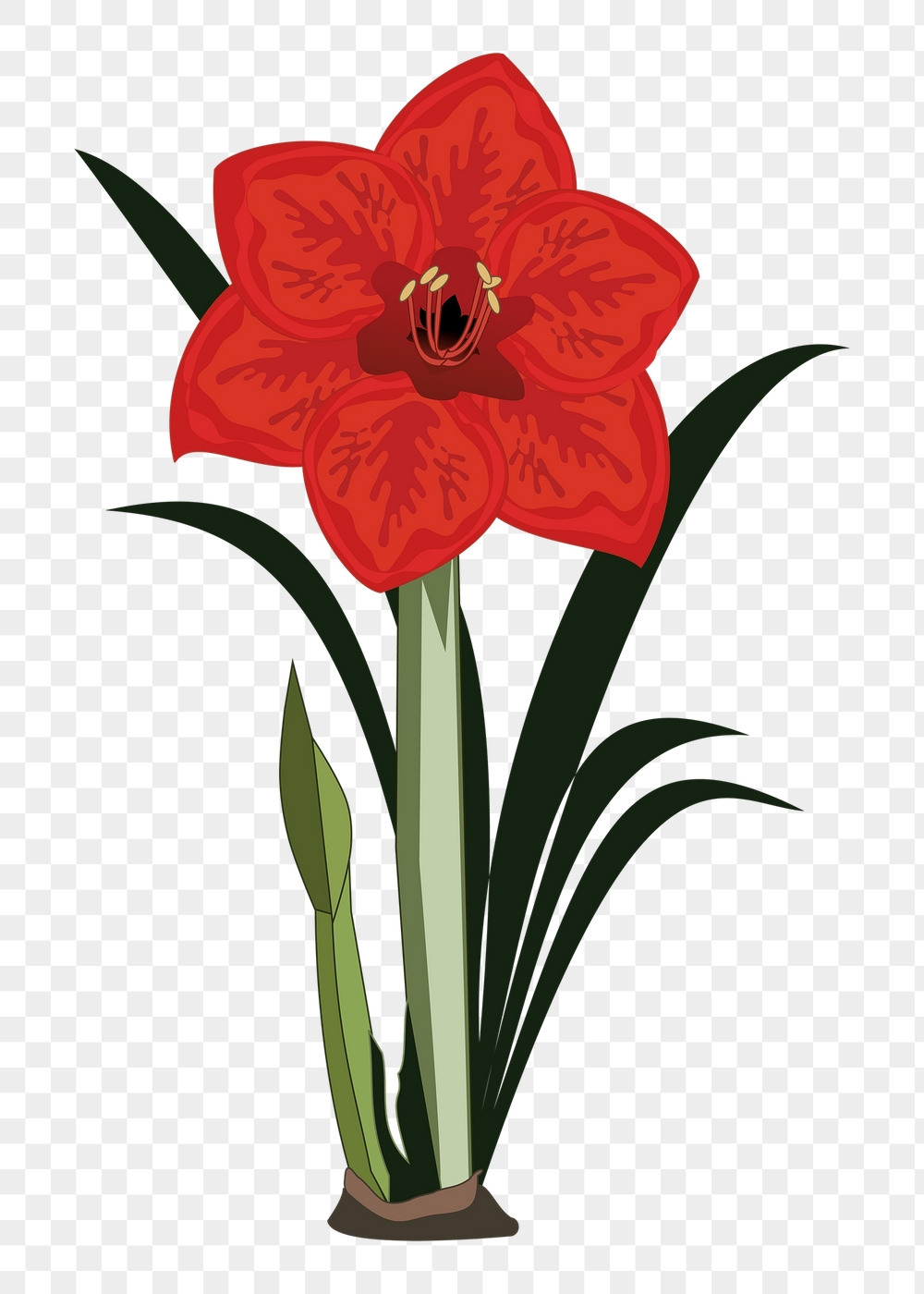 Red amaryllis png sticker, flower | Free PNG - rawpixel