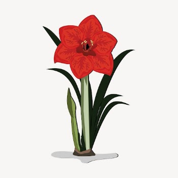 Red amaryllis sticker, flower illustration | Free Vector - rawpixel