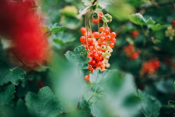 Red &amp; Green Berry Fruit