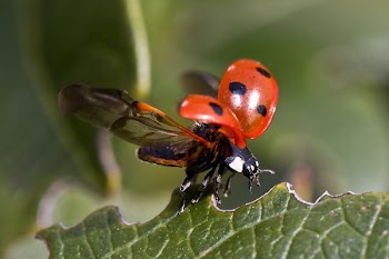 Red and Black Bug
