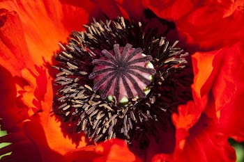 Red and Black Flower