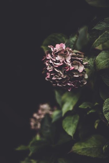 red and black flowers