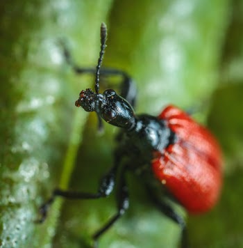 Red and Black Insect