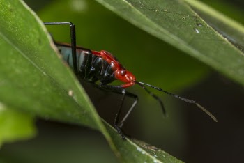 Red and Black Insect