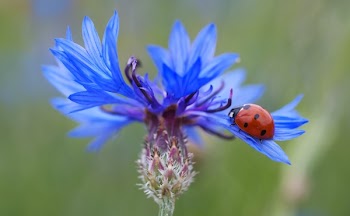 Red and Black Lady Bug on Purple Flower during Daytime