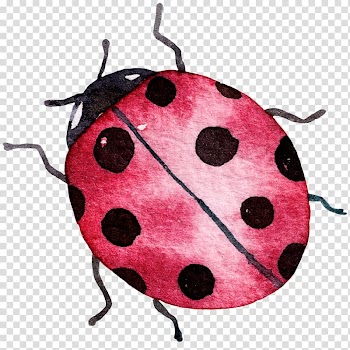 Red and black ladybug illustration, Insect Coccinella septempunctata Ladybird, Ladybug transparent background PNG clipart
