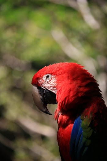 Red and Blue Macaw in Tilt Shift Lens