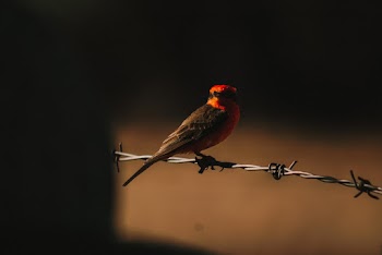 Red and Brown Bird Perched on Fence
