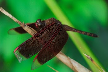 Red and Brown Dragonfly on Yellow Grass