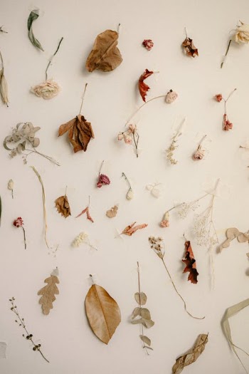 Red and Brown Leaves on White Surface · Free Stock Photo