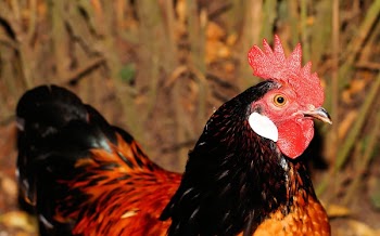 Red and Brown Rooster
