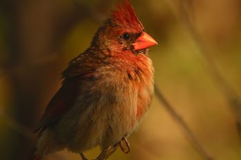 red and gray cardinal bird in selective focus photography