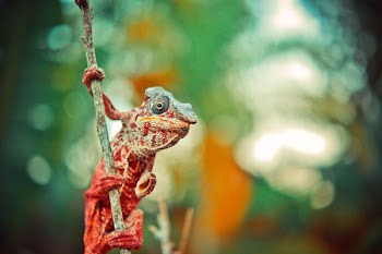 Red and Gray Reptile on Tree Branch