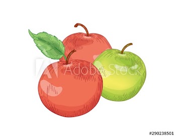 Red and green apple fruits hand drawn vector illustration