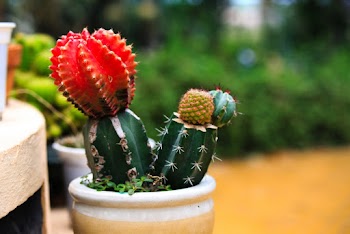 Red and Green Cactus Plant in White Ceramic Pot