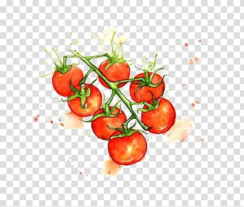 Red and green cherry tomatoes art, Juice Cherry tomato Watercolor painting Vegetable Illustration, Hand drawn tomato transparent background PNG clipart