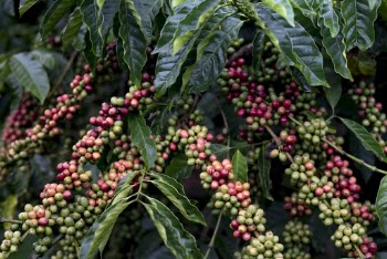 Red and Green Coffee Fruits