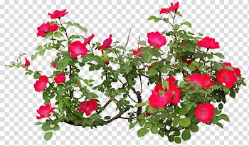Red and green geranium flowers art, Flowering plant Rose Flowering plant, bushes transparent background PNG clipart